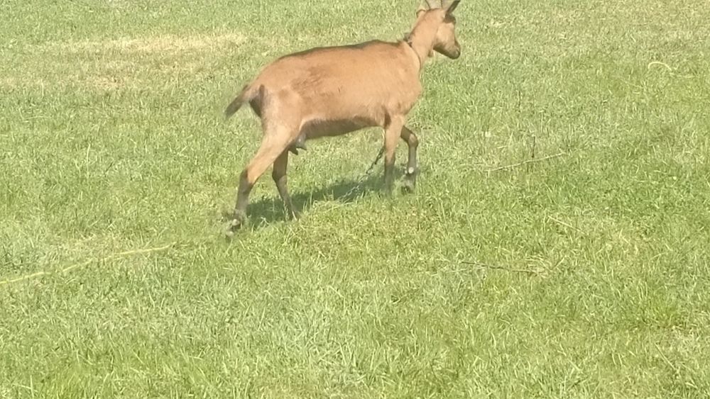 Vând 2 capre  alpine si doi iezi