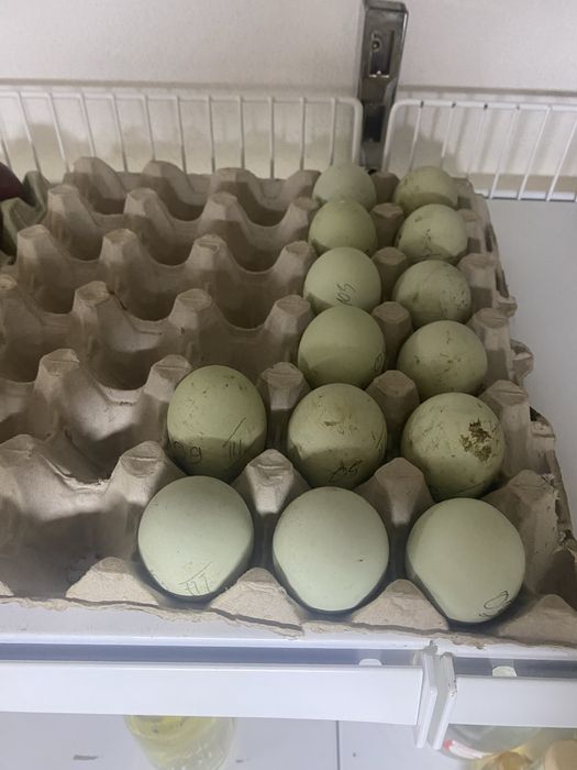 Vand Oua Playmoth Rock Barat , Marans , Araucana , Australorp Alb