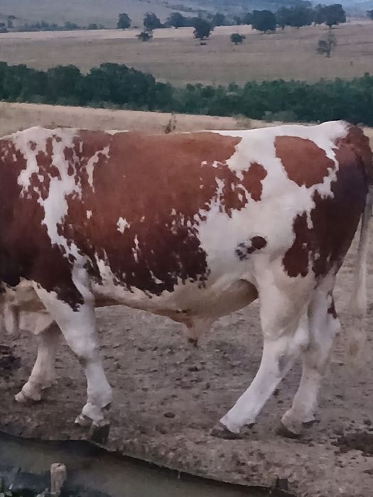 Vând taur și o vaca