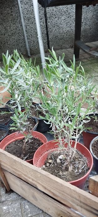 Лавандула с корени, пикирана