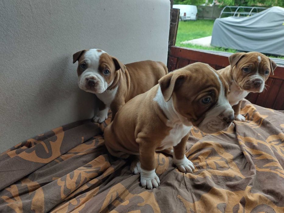 Американски питбул териер ,,Ред ноус''(American pitbull terrier Red nose)