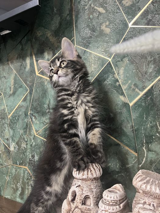 Продам котенка мейн кун девочка