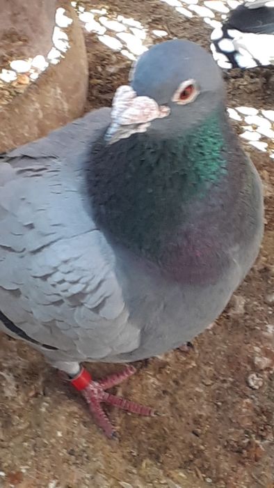 Schimb porumbei voiajori
