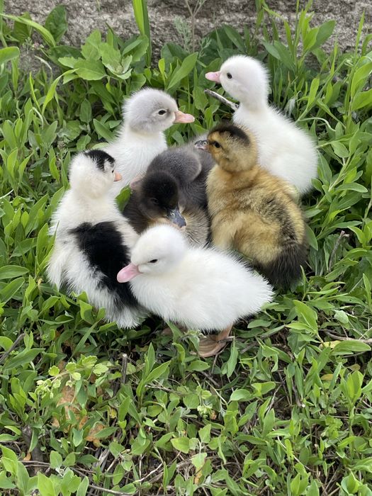 Boboci de rata polara romaneasca si pekin