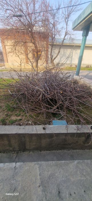 Утин Шох текинга олинг