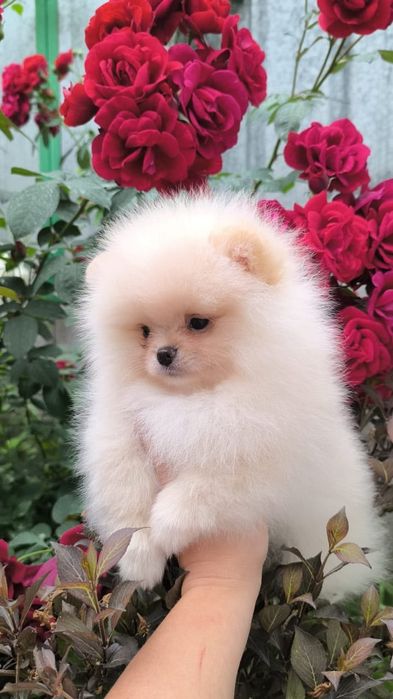 Мини мальчик померанского шпица