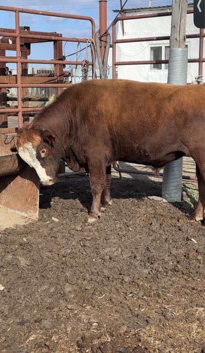 Бык производитель 2.5 года