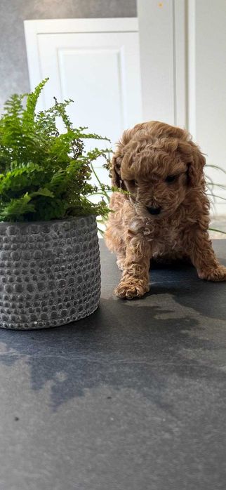 Той/тийкъп пудел кученца – Варна