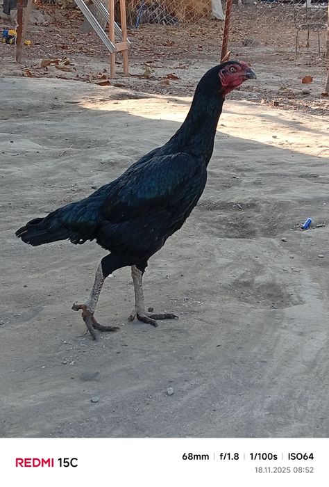 Xuroz faqat zotga 500 tovuqlar 350 dan