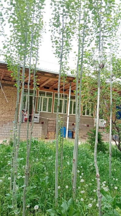 Uy sotiladi Toshkent viloyati parkent tumani Qirgiz aulda 5 xona