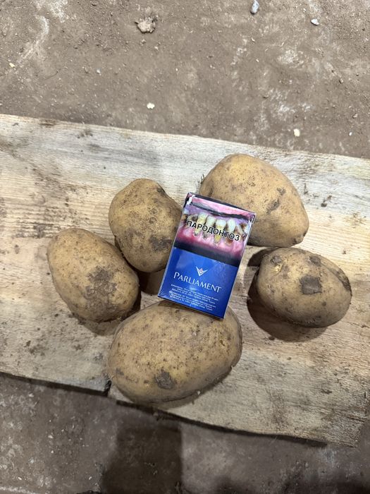 Картофель оптом со склада