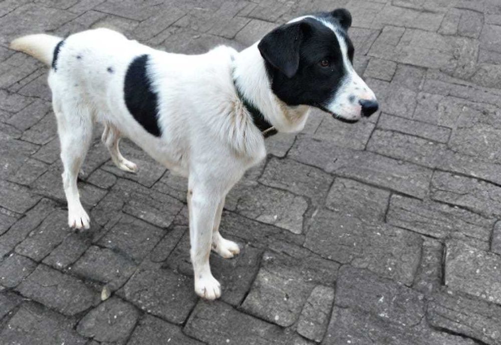 Собака в добрые руки