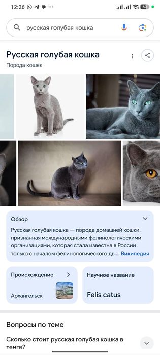 Кот хочет в добрые руеи
