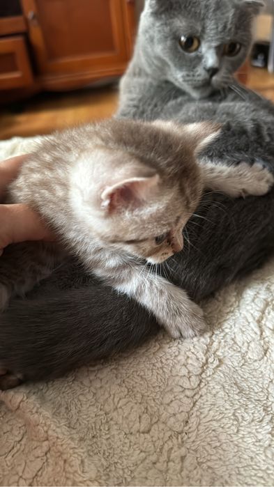 продам котят Шотландская