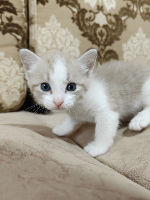Отдаем котят в добрые руки
