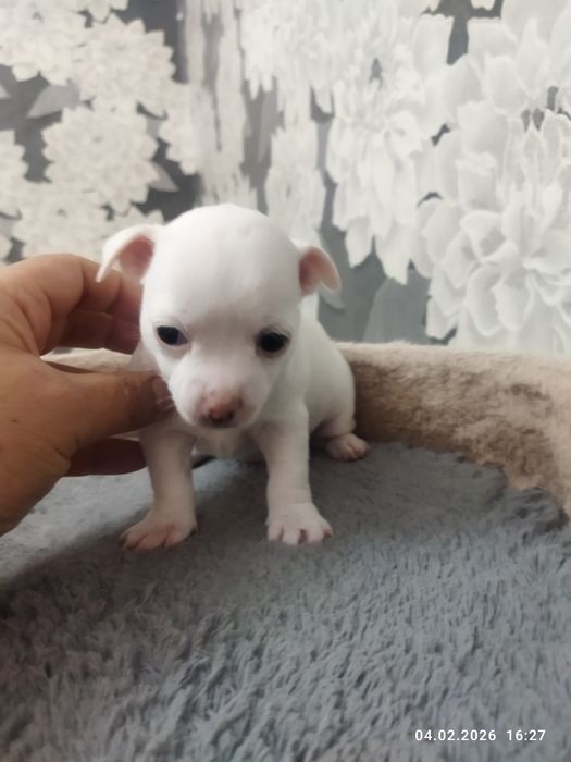 Готовяться к продаже щенки чихуахуа ( бронь)