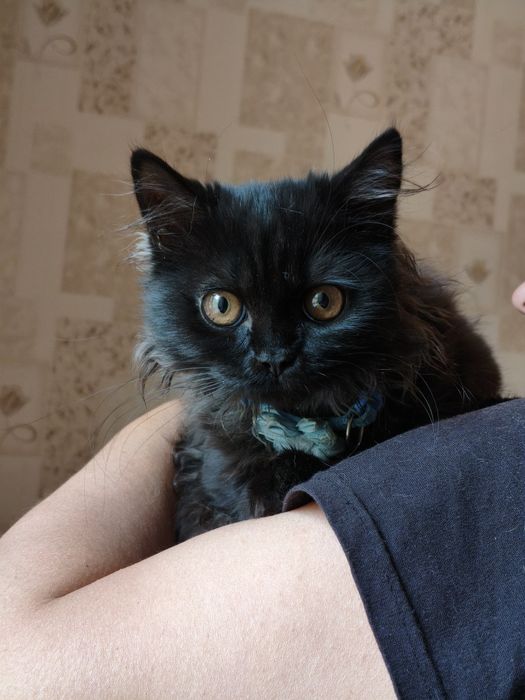 Продам котенка (девочка)
