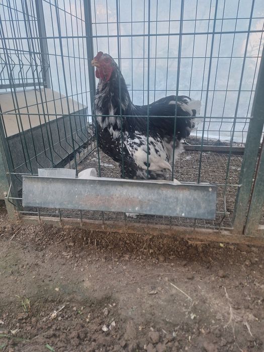 Яйца брама. Брама тухумлари