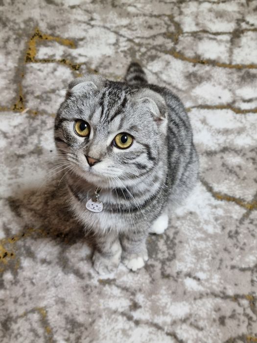 Mushuk (Scottish Fold) sotiladi