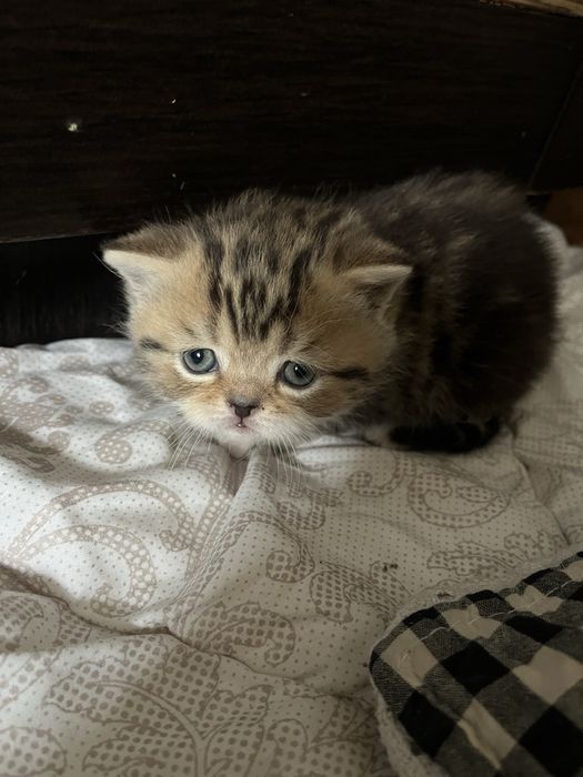 Котята породистые