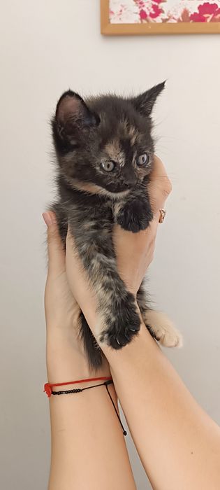 Отдам котят. Два пушистых чуда в добрые руки