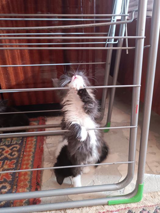 Продаются котята недорого 200.000 звоните