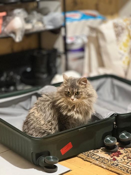 Отдам кота в хорошие руки