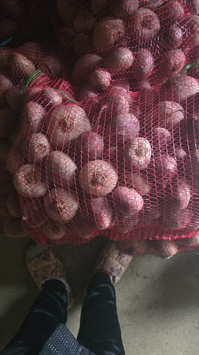 Sfeclă roșie de vanzare