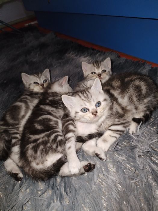 Котятки для брони 3 мальчика и 1 девочка