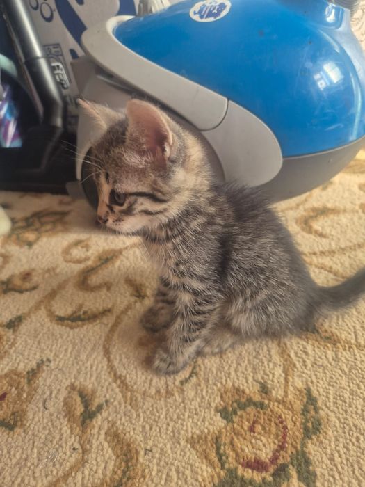 Отдам добрые руки котят