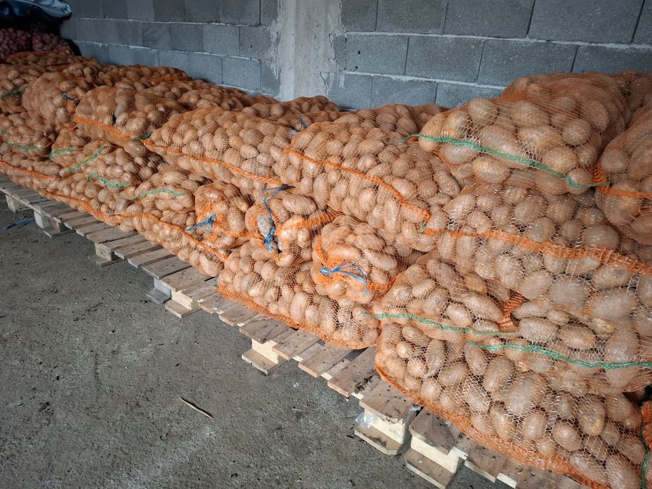 Cartofi consum si sămânță albi cu miezul galben