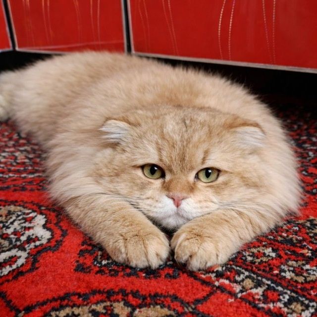 Золотой шиншилла  NY 11 шотландский фолд