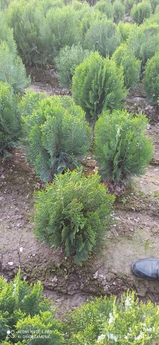 Туя кампак сотилади