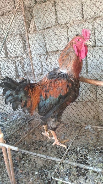 Xõroz Sotiladi Damshni Kilosi 3500