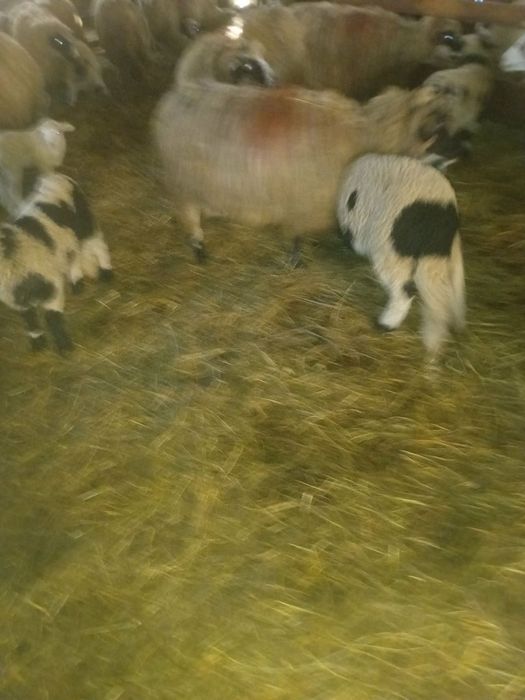 De vânzare 25 de oi si un cârlan oi frumoase bună De lapte