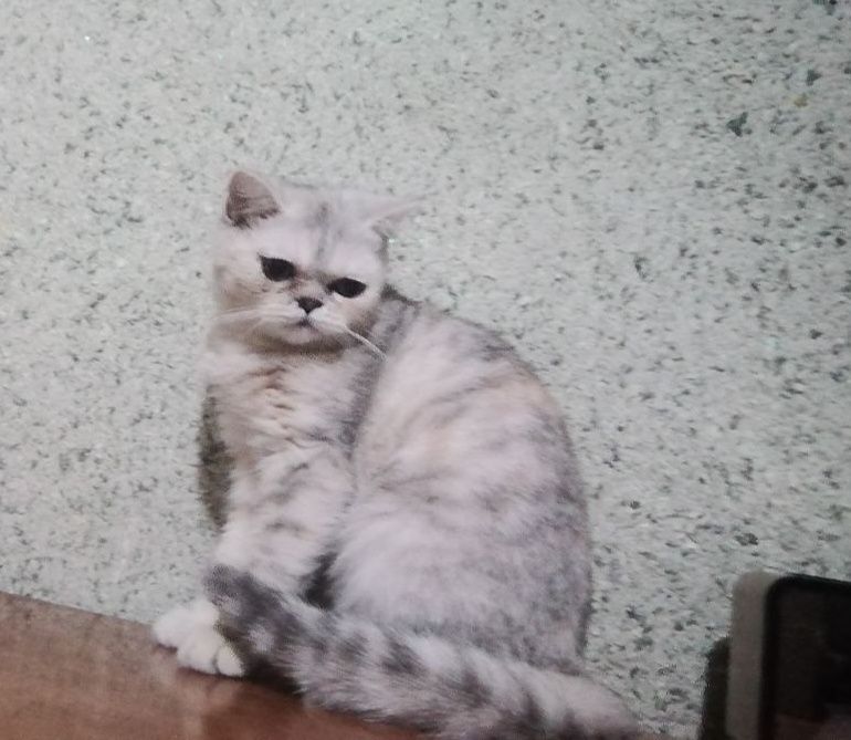 Британская шиншилла (серебристый )