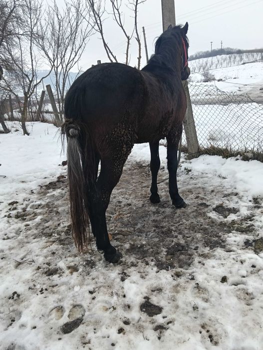 Mânz de vanzare de 2 ani