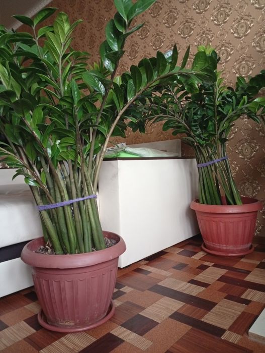 Комнатные растения