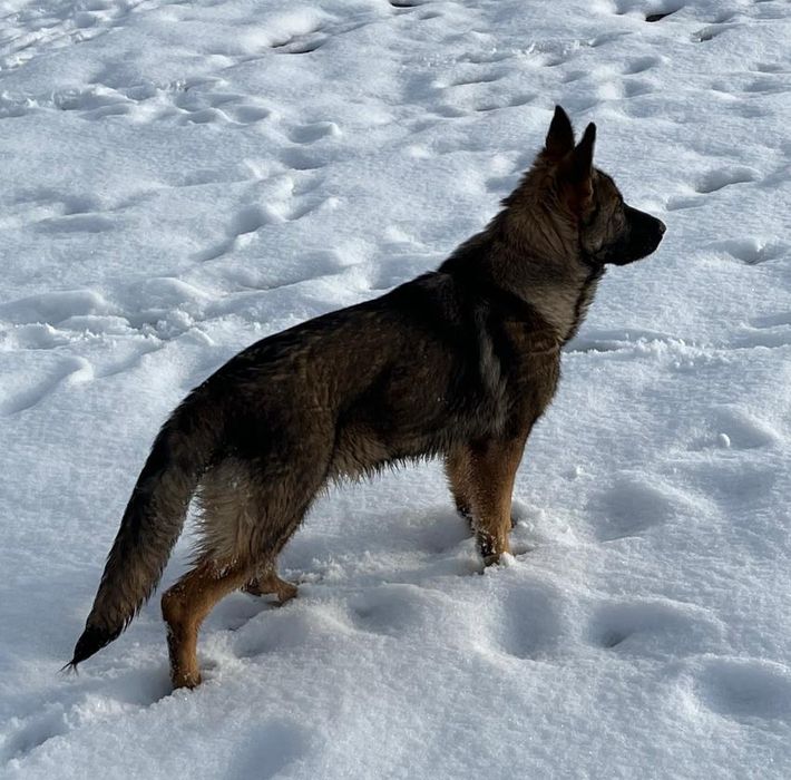 Щенок Немецкой Овчарки Рабочии Линии.