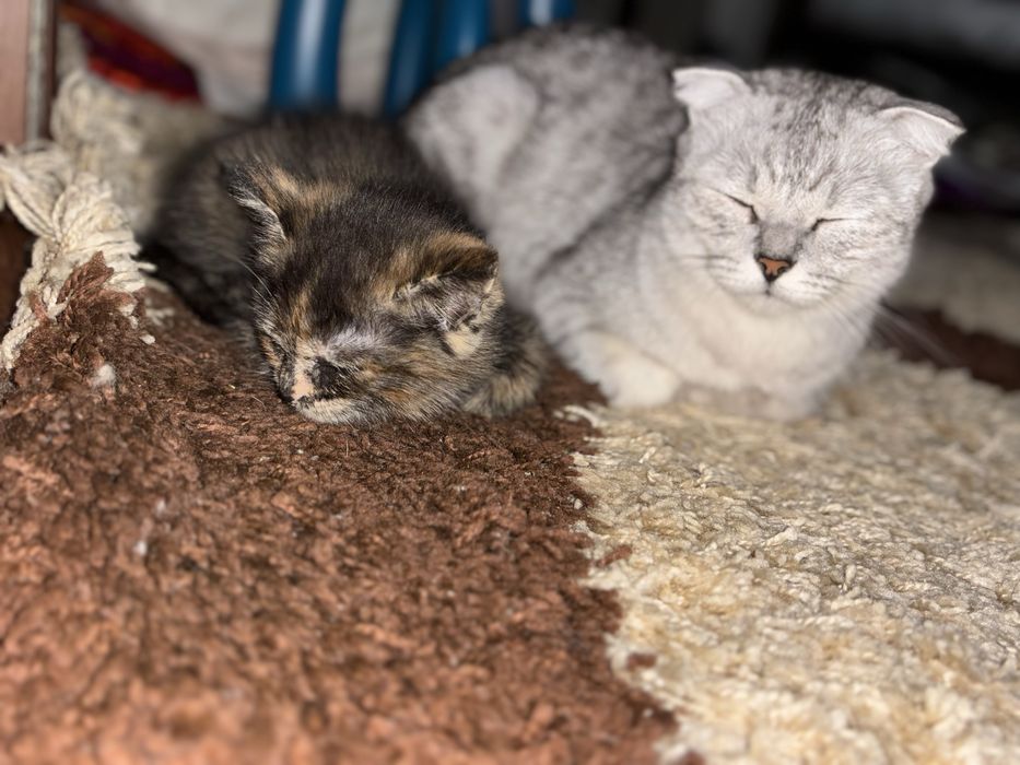 Котята продам звоните пишите