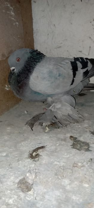 Голуби    Алматы