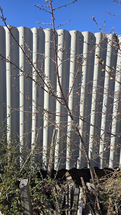 Продам дерево вишни