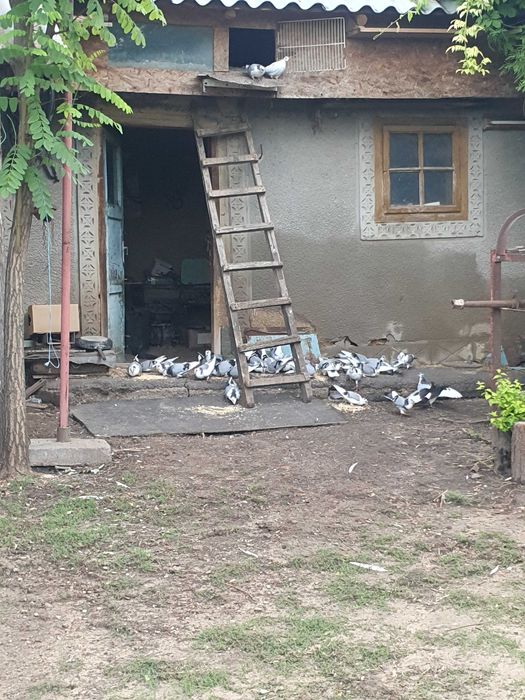 Vând porumbei jucători