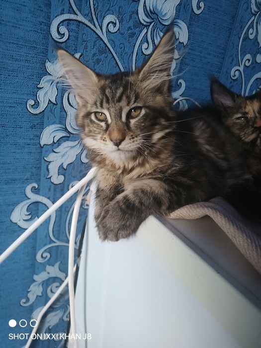 Продам котят Мейн кун девочки