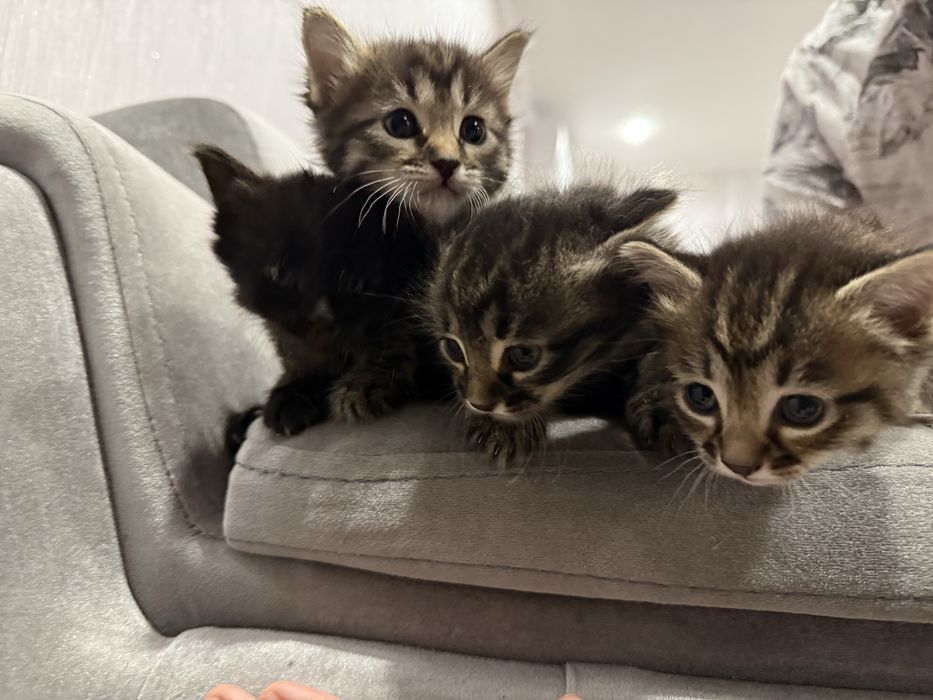 Котята домашние