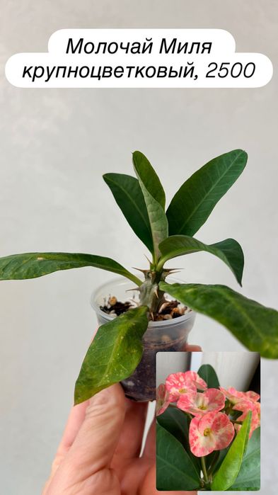 Кактусы, суккуленты