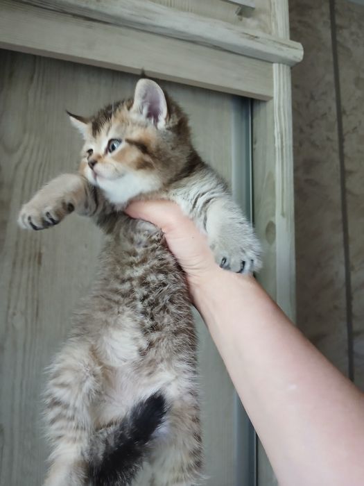 Продаю котят страйтт