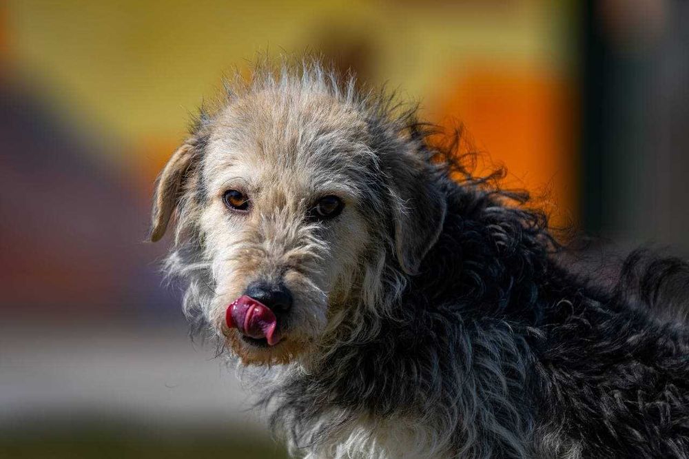 Собака (3 года) в добрые руки