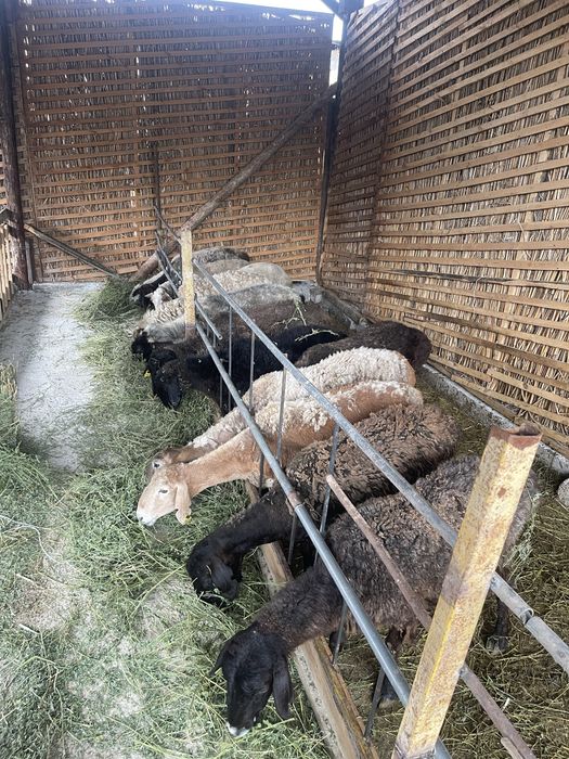 Бараны койлар семиз