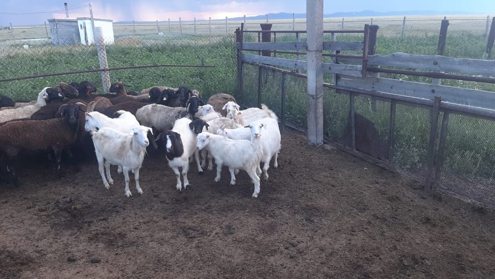 Кой,ешкилер сатылады